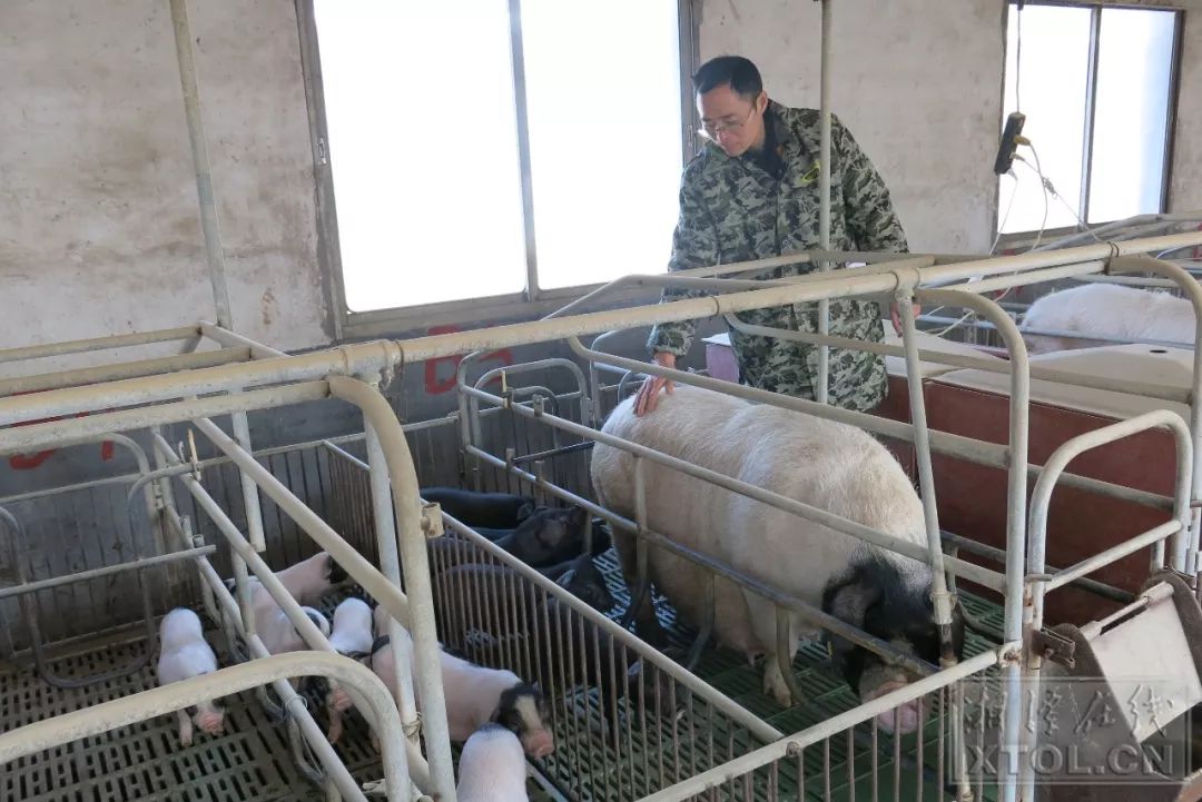 湘潭沙子岭猪图片