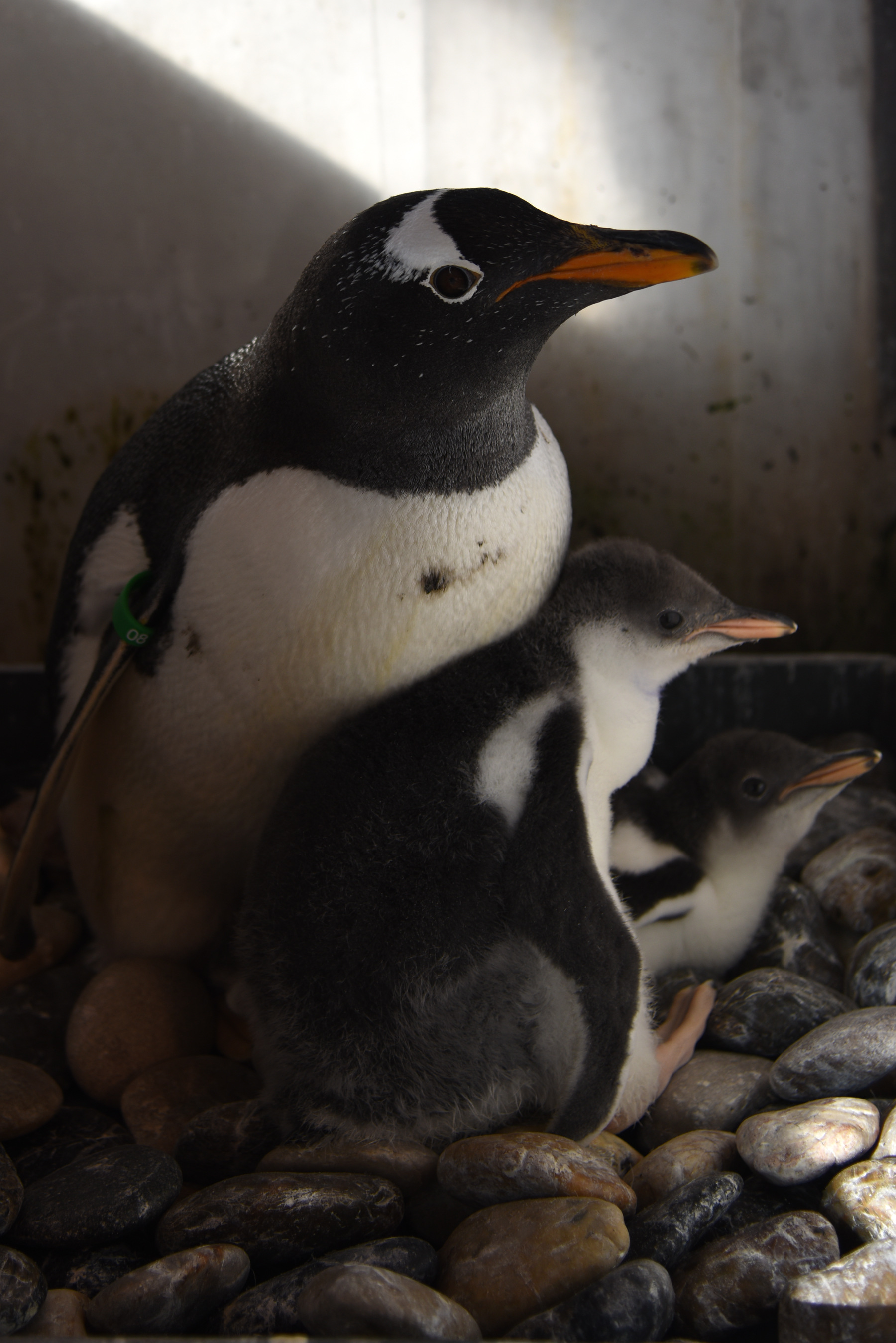 萌萌企鹅的"亲子时间"