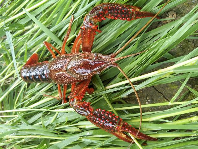 小龙虾适应能力强,该如何正确养殖,避免小龙虾养殖失败?