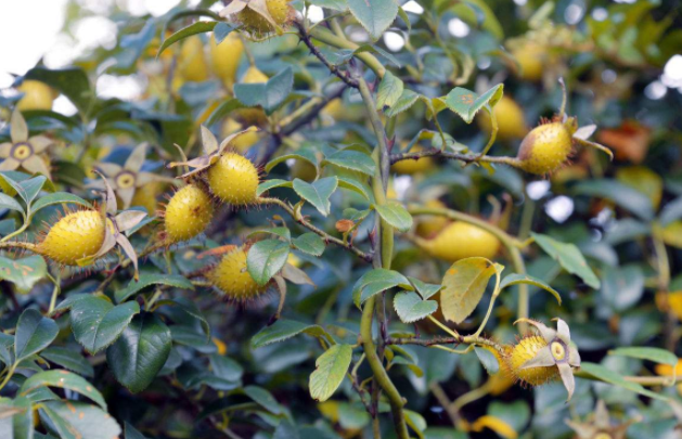 这野果全身长刺让人嫌,却是一种良药,很多人不知泡酒后有这功效