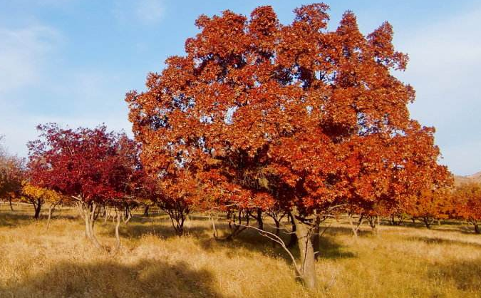 谁说北方无"贵树"?10大珍贵树种,买到苗就种,发展前景好
