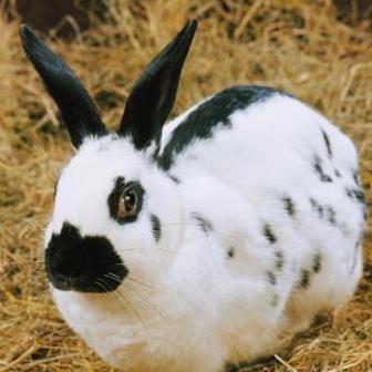 懒兔? - 2020年最新商品信息聚合专区 - 百度爱采购