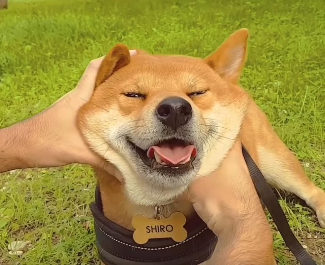 它是汪界的表情帝,真是既蠢萌又暖心!