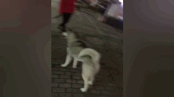 二哈大街上犯二,调戏霸气猛犬卡斯罗,但卡斯罗犬却怂了!