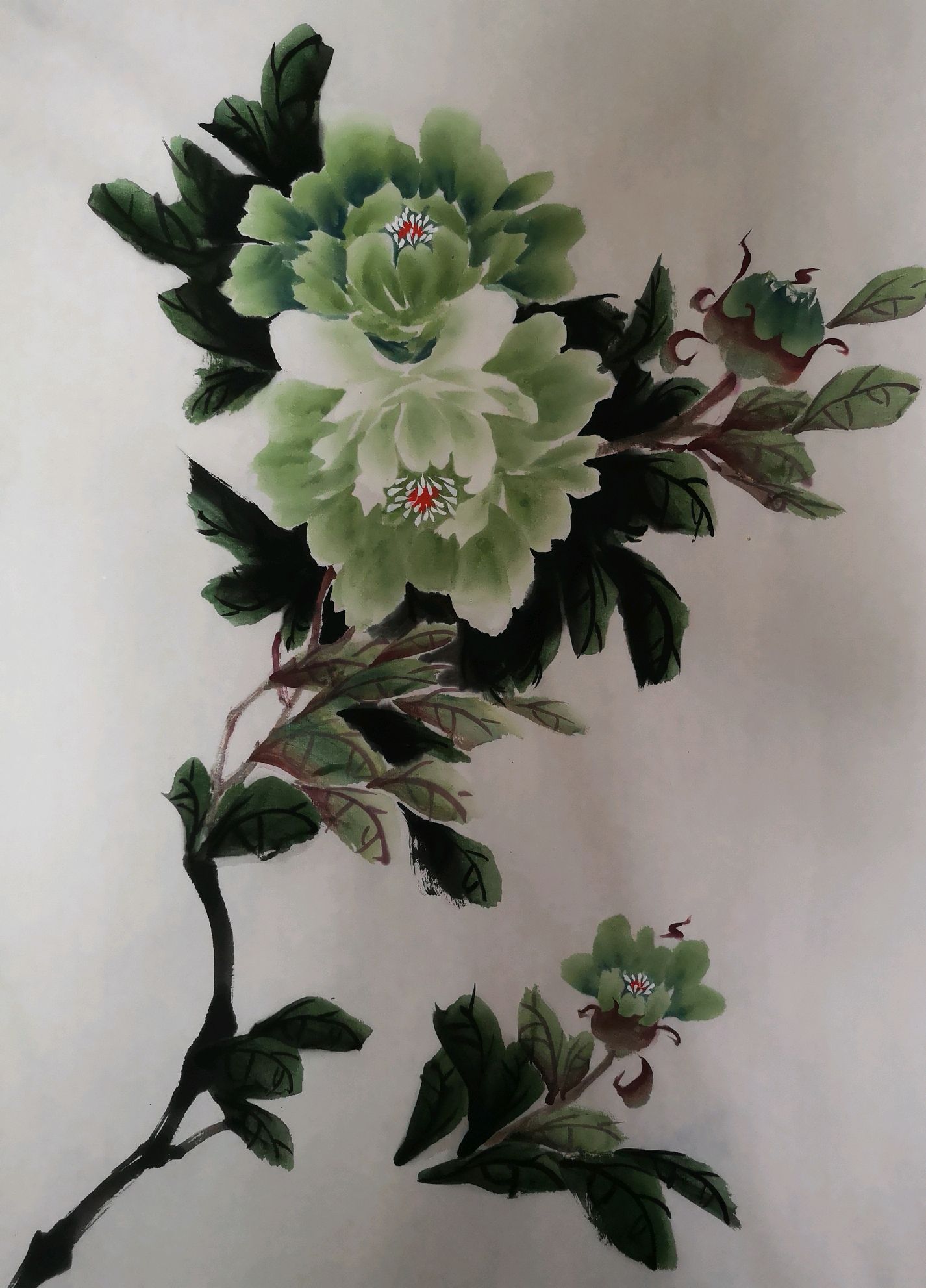 《碧玉飘香》的绿牡丹以清雅含蓄之美闻名!