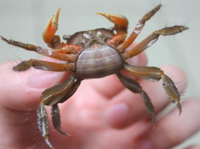 它是"最小"的螃蟹,曾经无人吃,现比小龙虾火,卖到30元一斤!