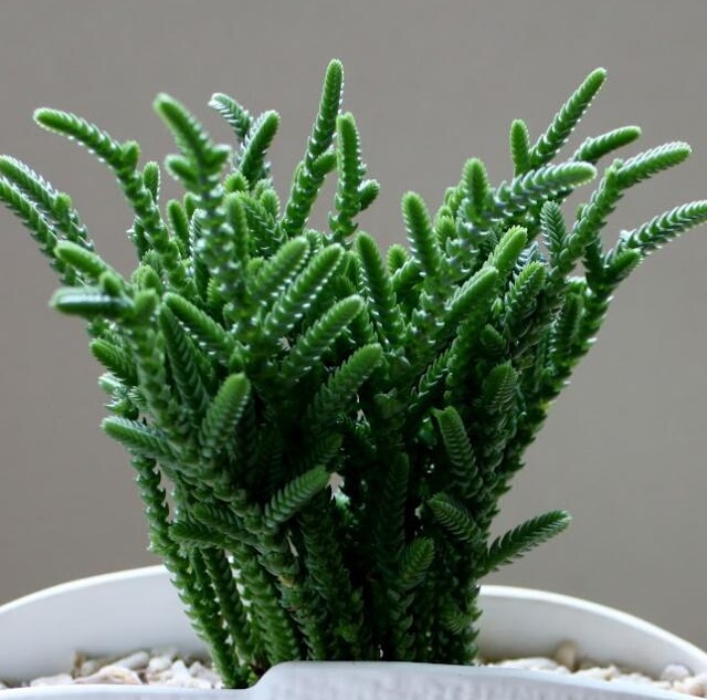 多肉"若绿"好看却难养?多肉达人教你把若绿养的又矮又胖!