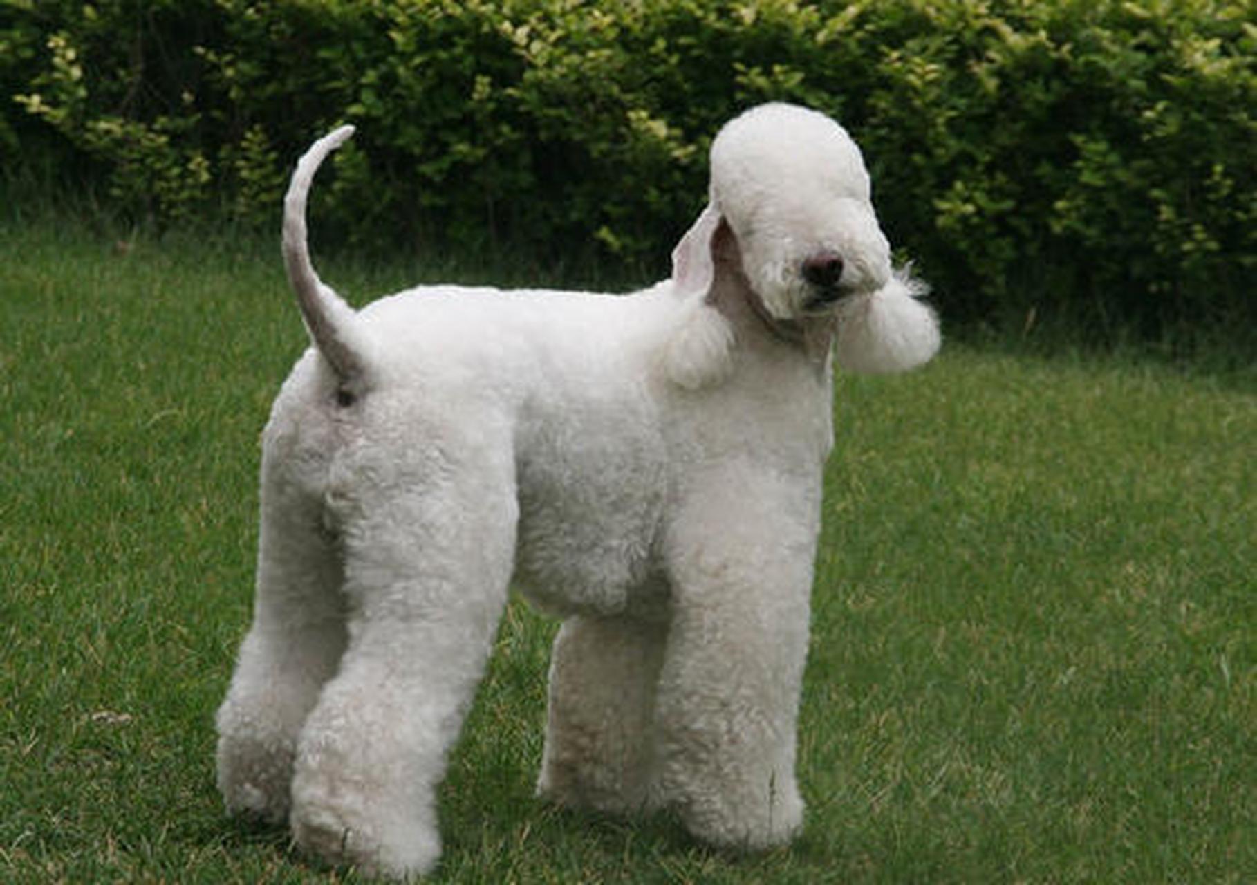 七夕晒萌宠,要撒就撒真狗粮#贝灵顿梗:贝灵顿梗原产于英国,贝灵顿构 