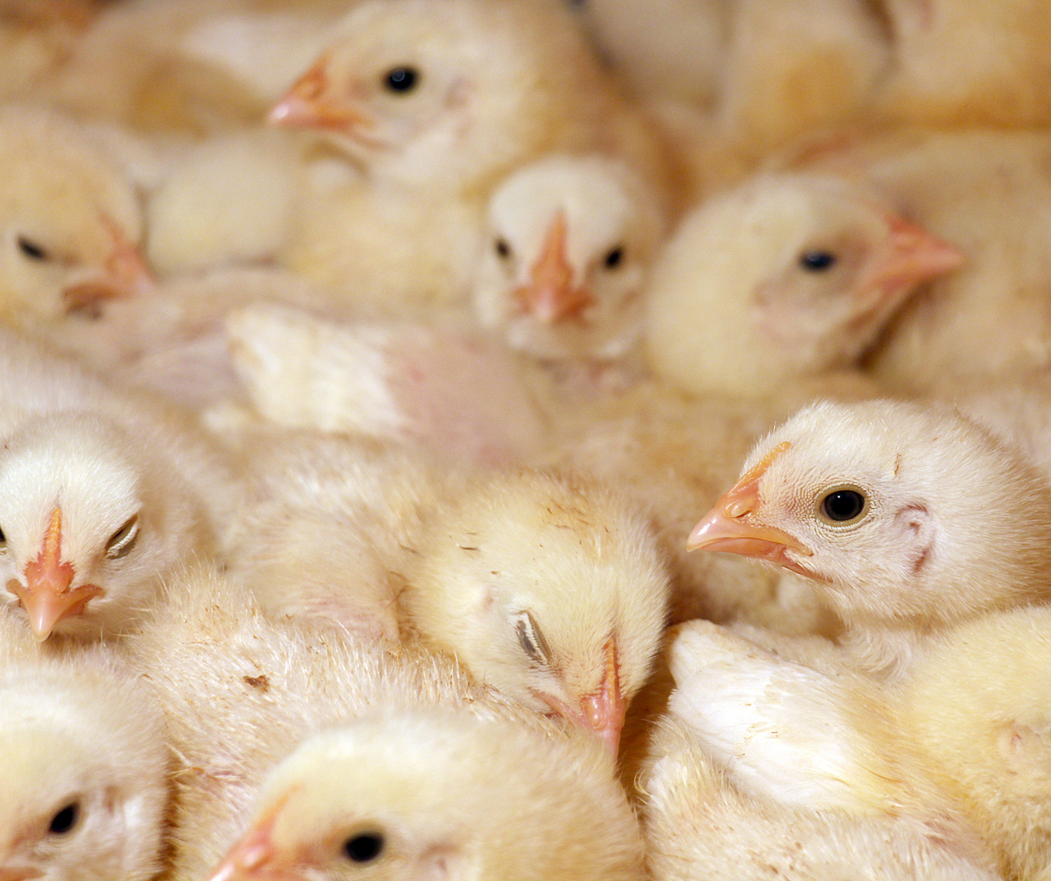 摘要:养殖小鸡苗需注意关键因素,包括品种选择,饲料管理,养殖环境