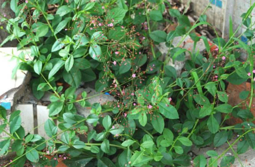 农村这种产量高的野草,被称为"土人参",根部有很高的医用价值