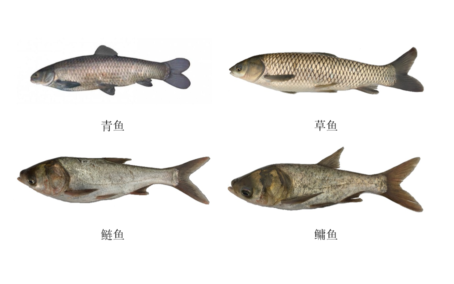大宗淡水鱼都有哪几类鱼?如何选购和鉴别?