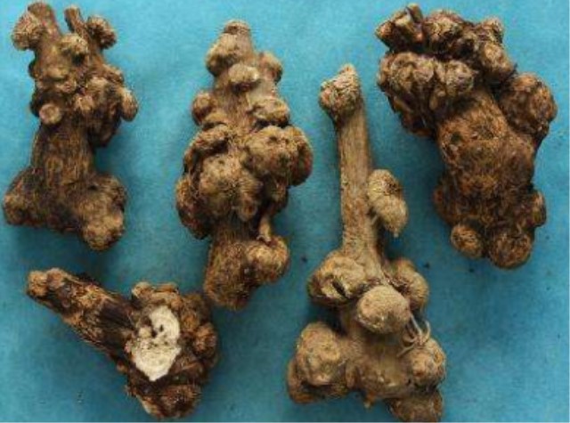 胃痛反复怎么办?别急,多用开水冲它喝,坚持半个月,胃也更舒服