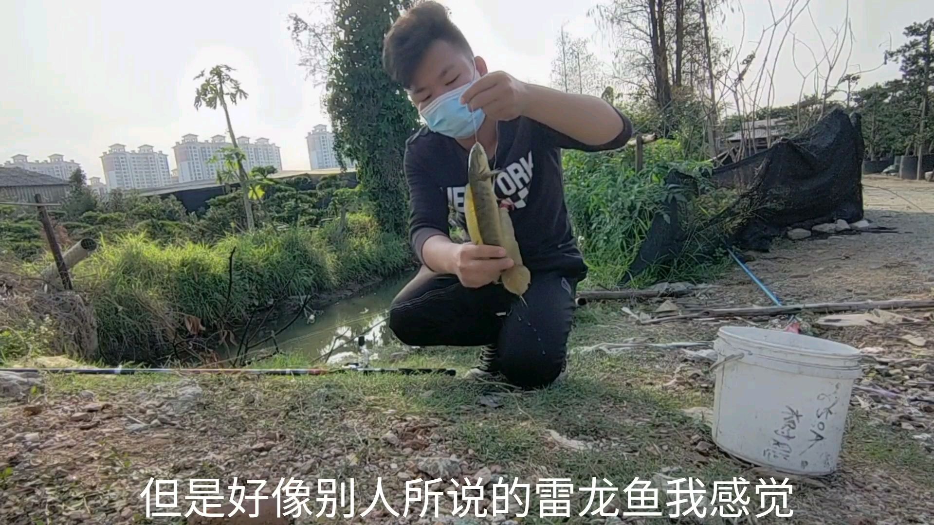 小伙在水沟到一条这样的鱼,听说这种是雷龙鱼,挺赚钱的,发财了