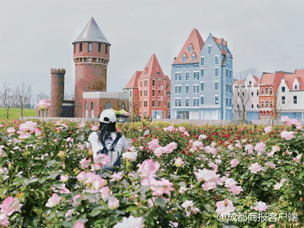 走!去绵竹国家玫瑰公园看40城市三千种月季 吃地球金腰带水果