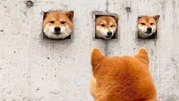 满园柴色管不住,三个狗头出墙来!