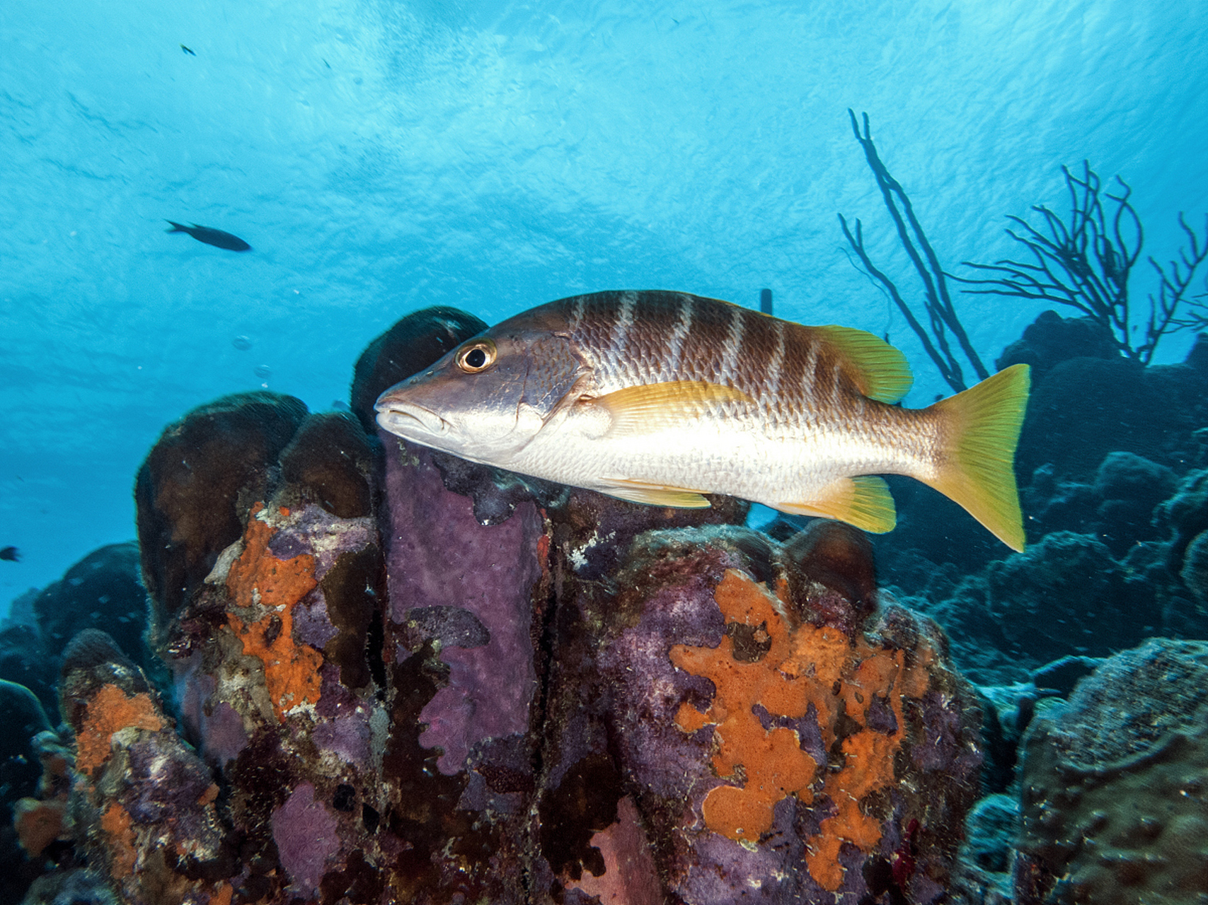 呈流线型,有着深蓝黑色体色和银白色腹部的鱼类,其最大特点是眼睛上方