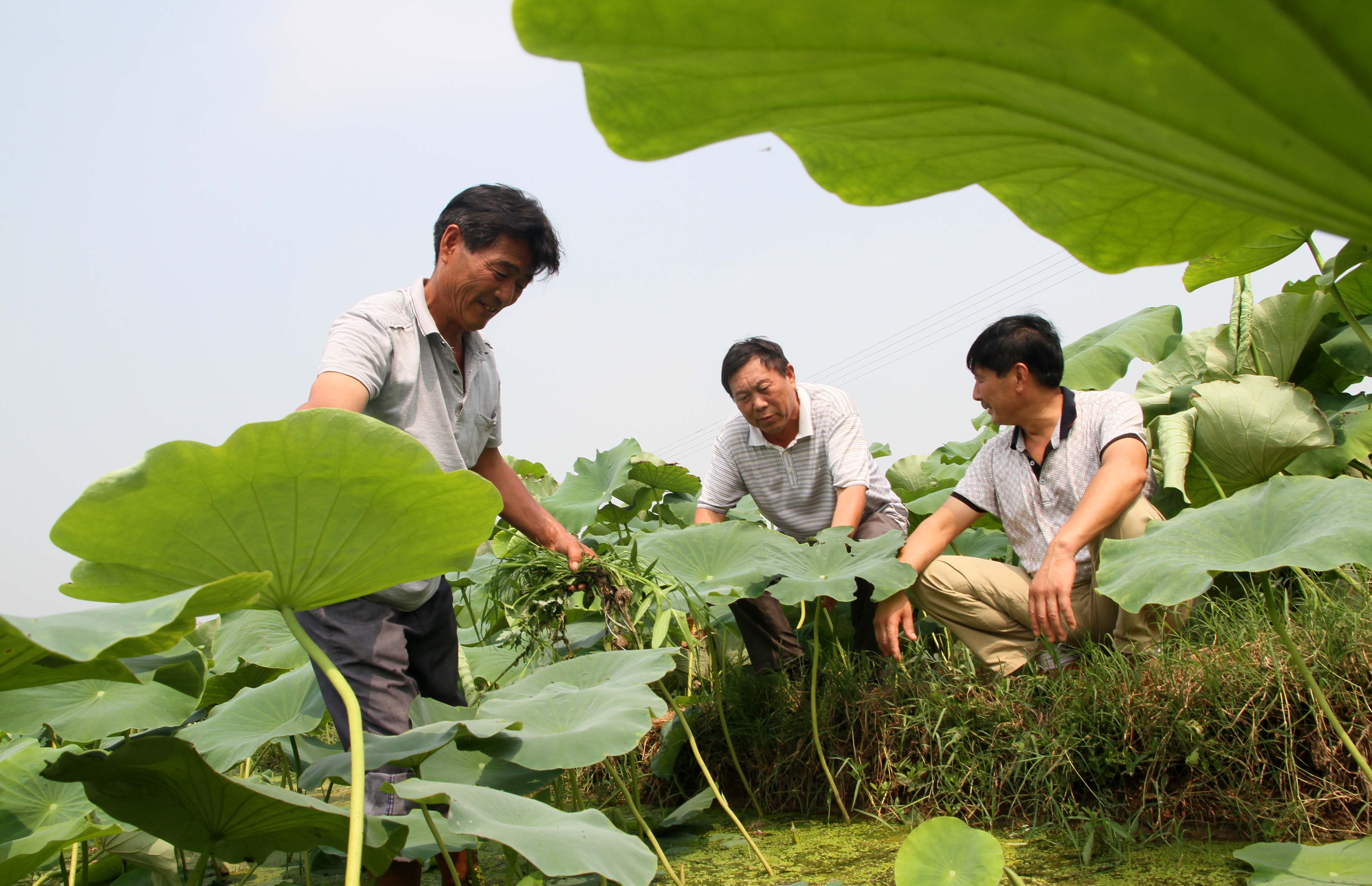 莲藕怎么种植