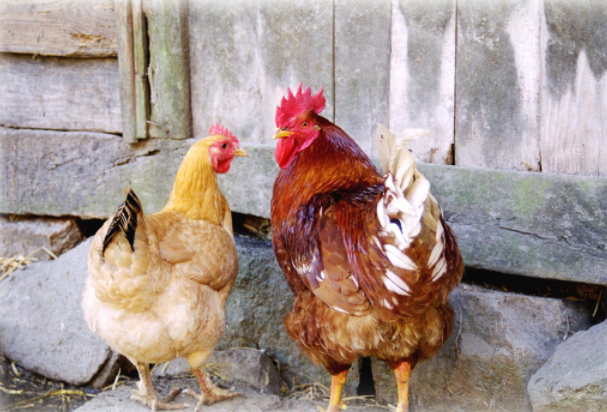 为什么母鸡打鸣要立马杀掉?