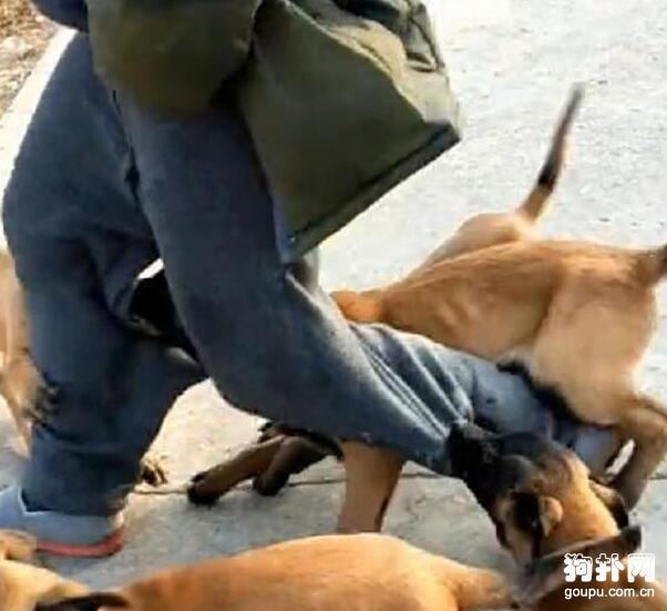 因为人与人之间关系的匮乏,许多人都想饲养一只狗狗,当成一种陪伴,一