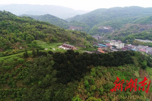 信息化助农行动|涟源安平镇李子湾农业土鸡满山跑,鸡蛋随地捡