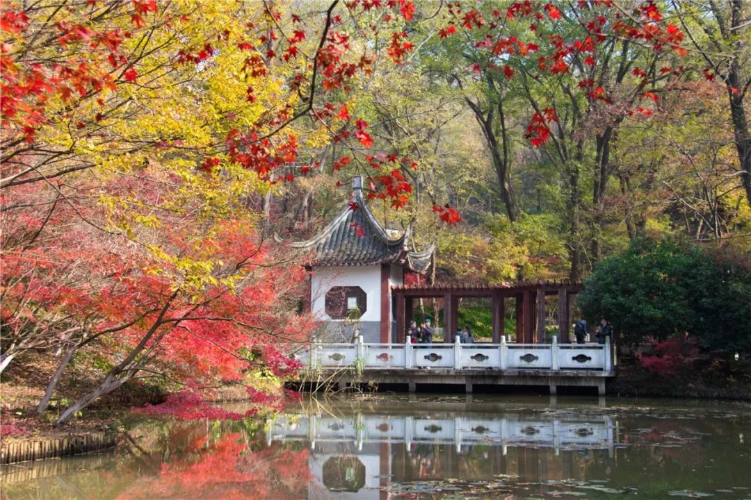 南京棲霞山紅了!棲霞山已進入紅葉最佳觀賞期!