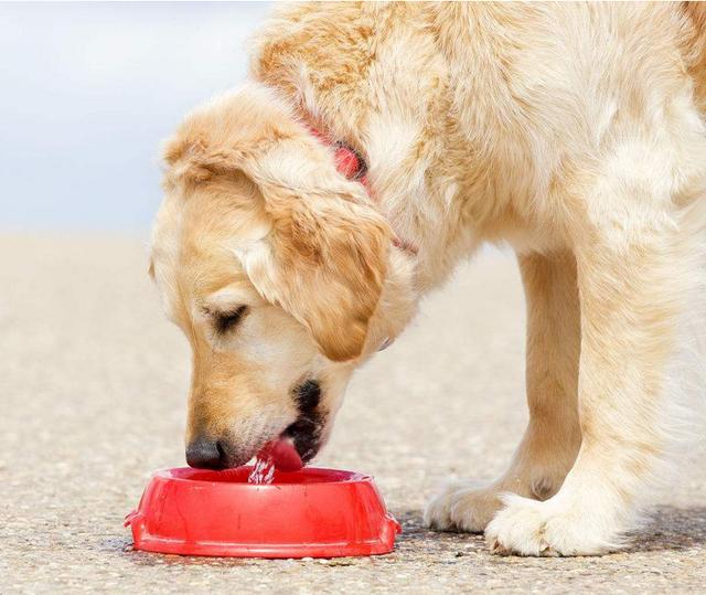 金毛犬有淚痕是什麼原因?