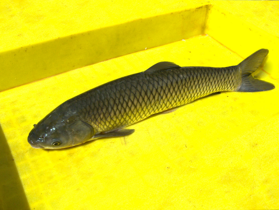 在水库钓青鱼,只要把握好技巧,想要爆护很轻松