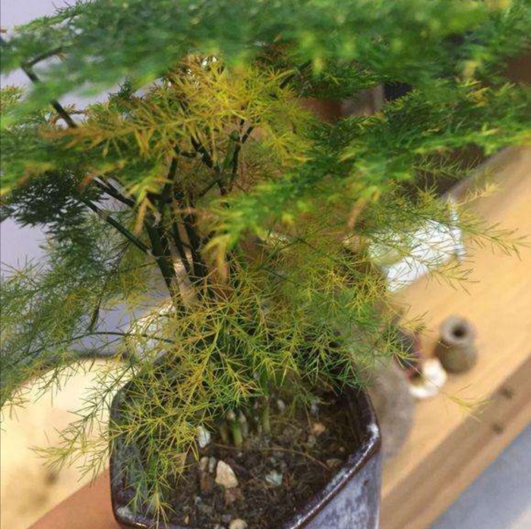 文竹叶子枯黄,4个方面要注意,应及时解决