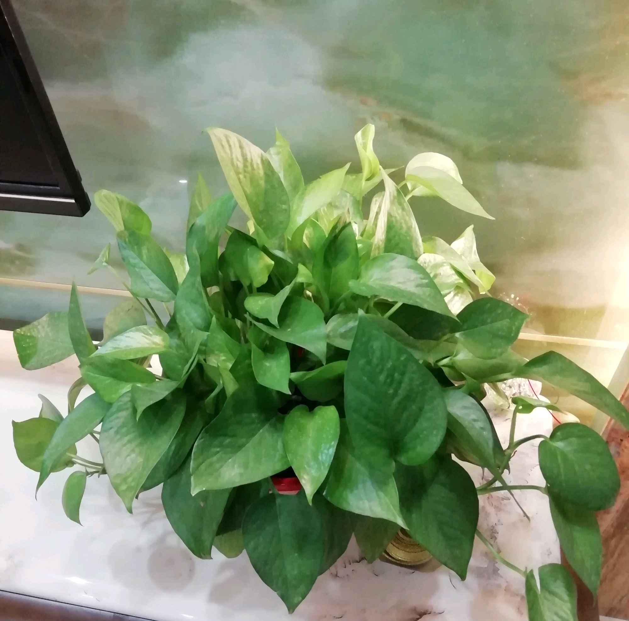 绿萝修剪后到底可不可以施肥?小心用错肥,烂根不再爆盆绿油油