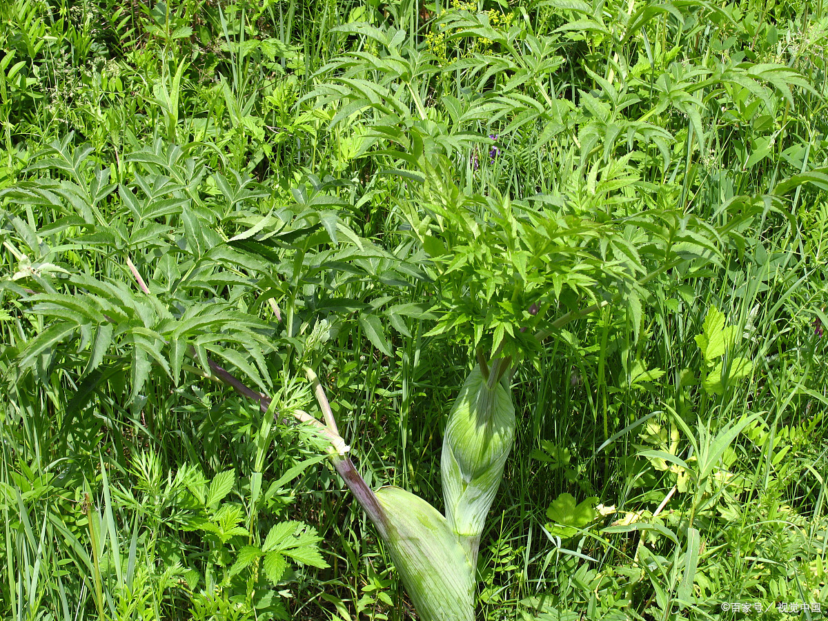 白芷尖野菜图片