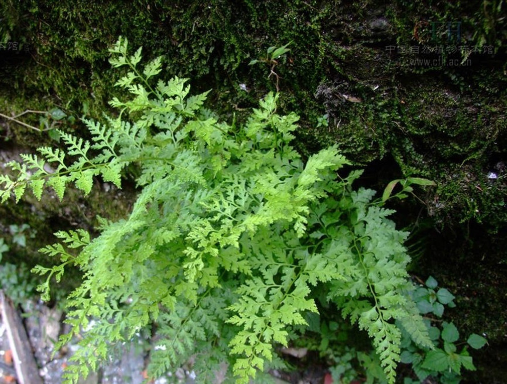 溪洞碗蕨知识科普,这些你可能不知道!