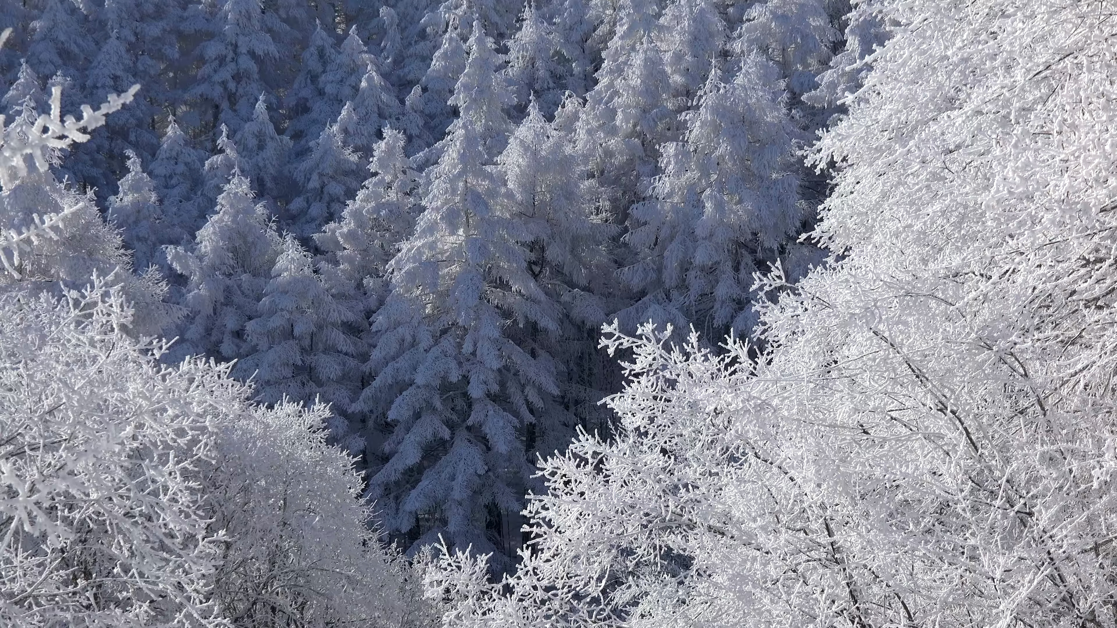 看看风景 白雪茫茫