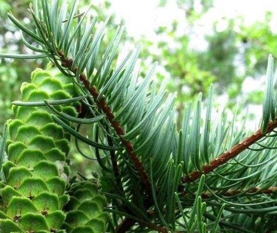 常见植物知识普及——青岩油杉