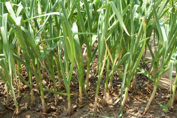 大蒜的种植时间和种植方法很重要