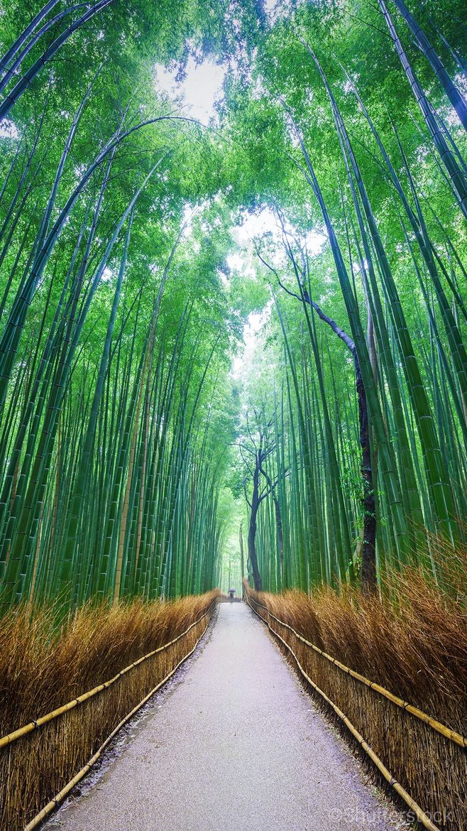 真实山水风景图片竹林图片