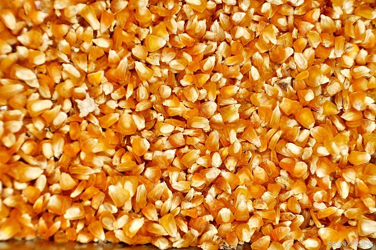 百度爱采购首页 商品专题_玉米 优质回答 玉米种子选择 科学选种可以