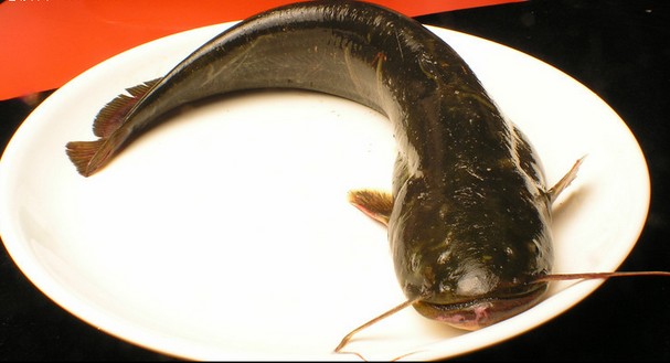 为什么现在的人都不爱买鲶鱼?鲶鱼不再"受宠"的原因你知道吗?