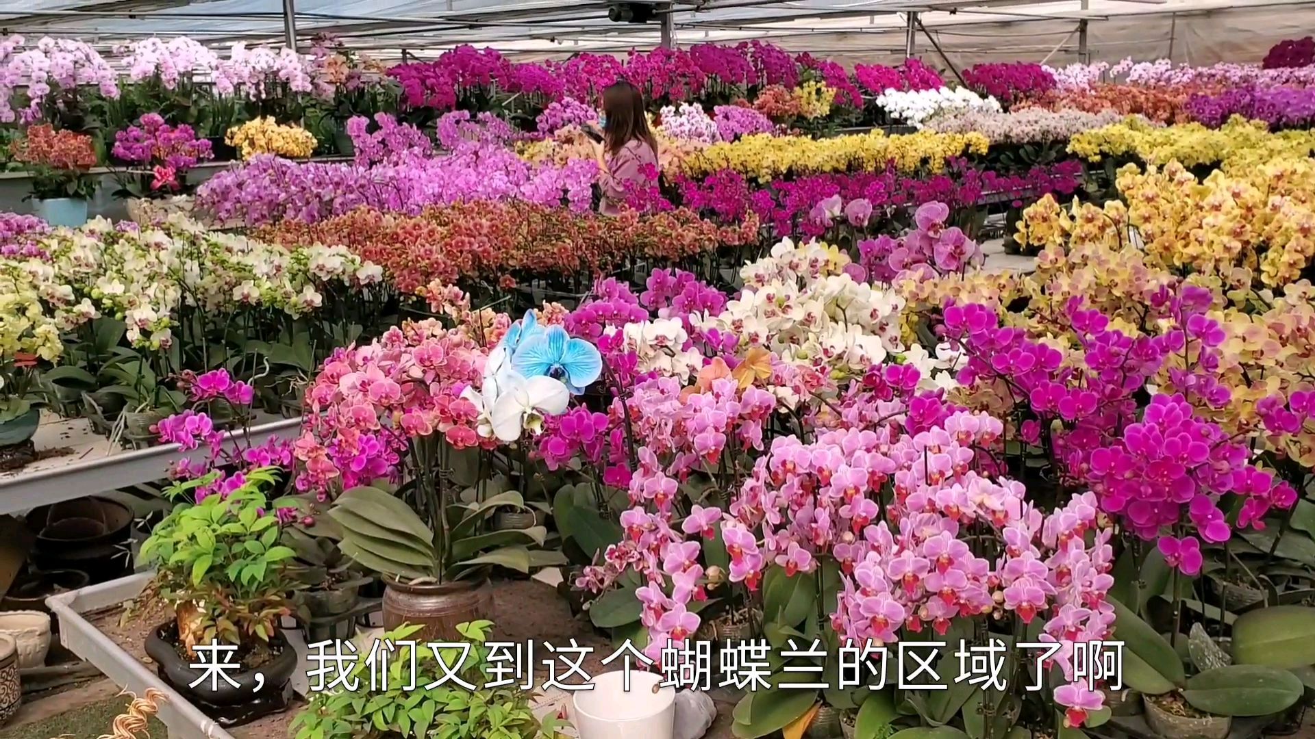 驱车一小时,单程50公里逛花市!有些远,一年也就来一两次!