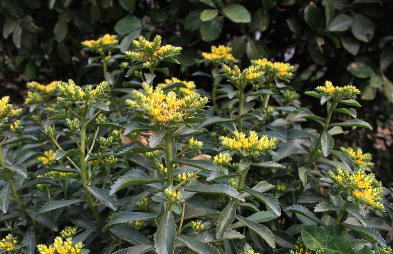 鸡爪三七知识科普,教你轻松识别鸡爪三七