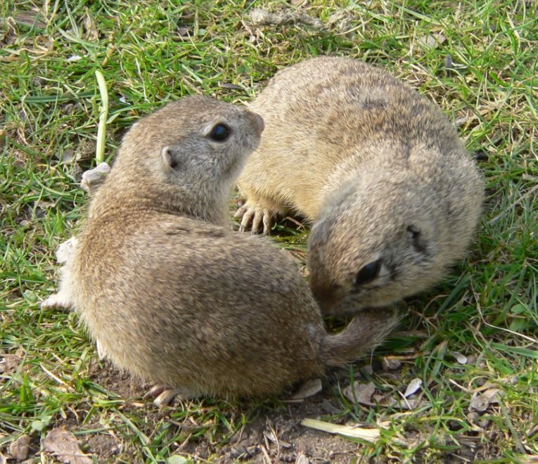 你真的了解赤颊黄鼠吗?给大家科普一下