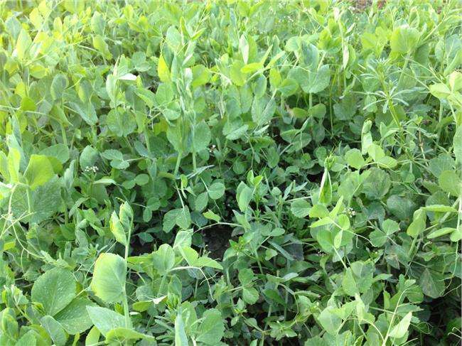 今天就来给大家说一下豌豆尖的几种做法吧!