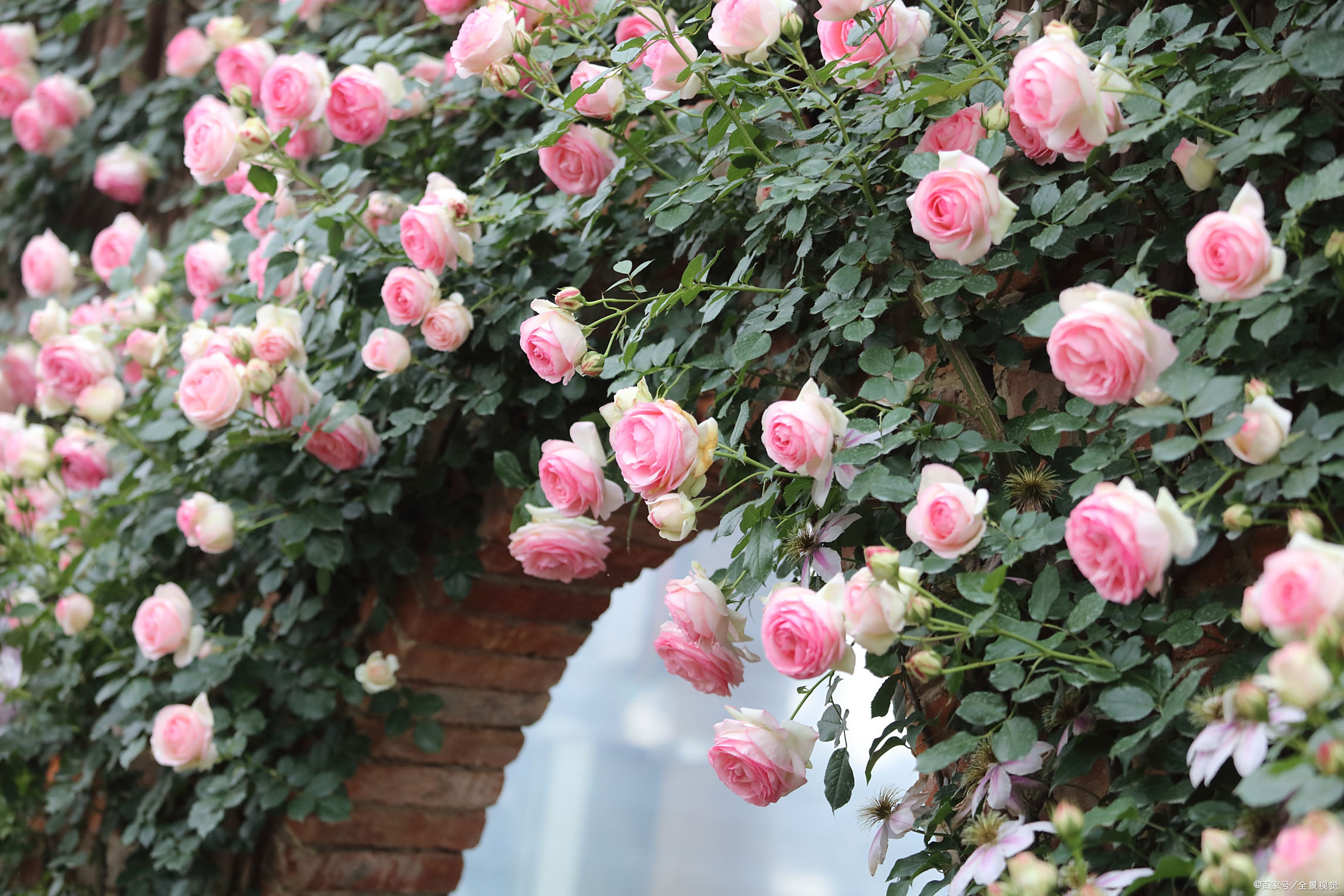 百度爱采购首页 商品专题_藤粉我的粉龙去年苗太小春天没有开花,夏天