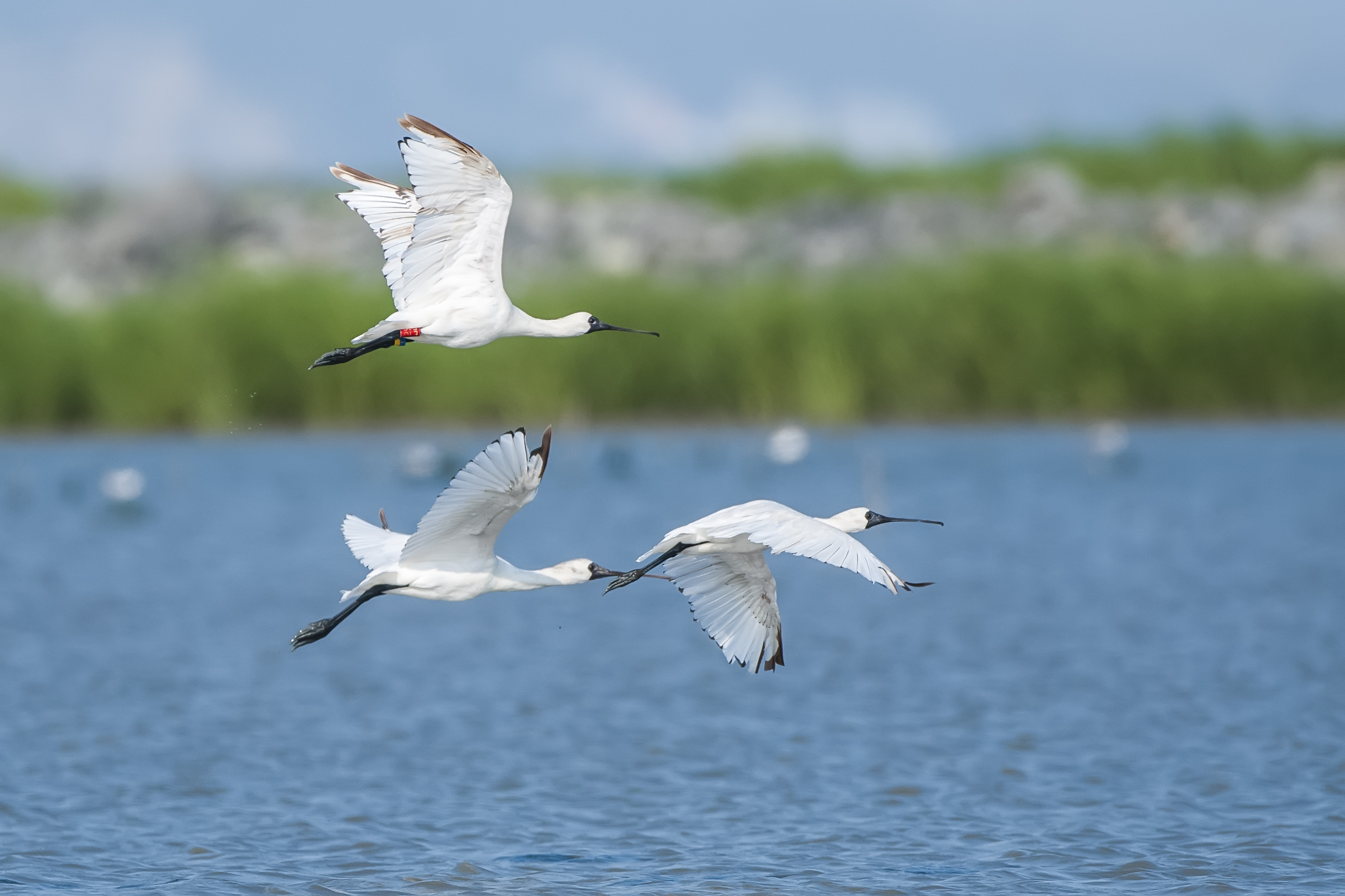 好消息!温州湾成为2019年最值得关注的十大滨海湿地之一