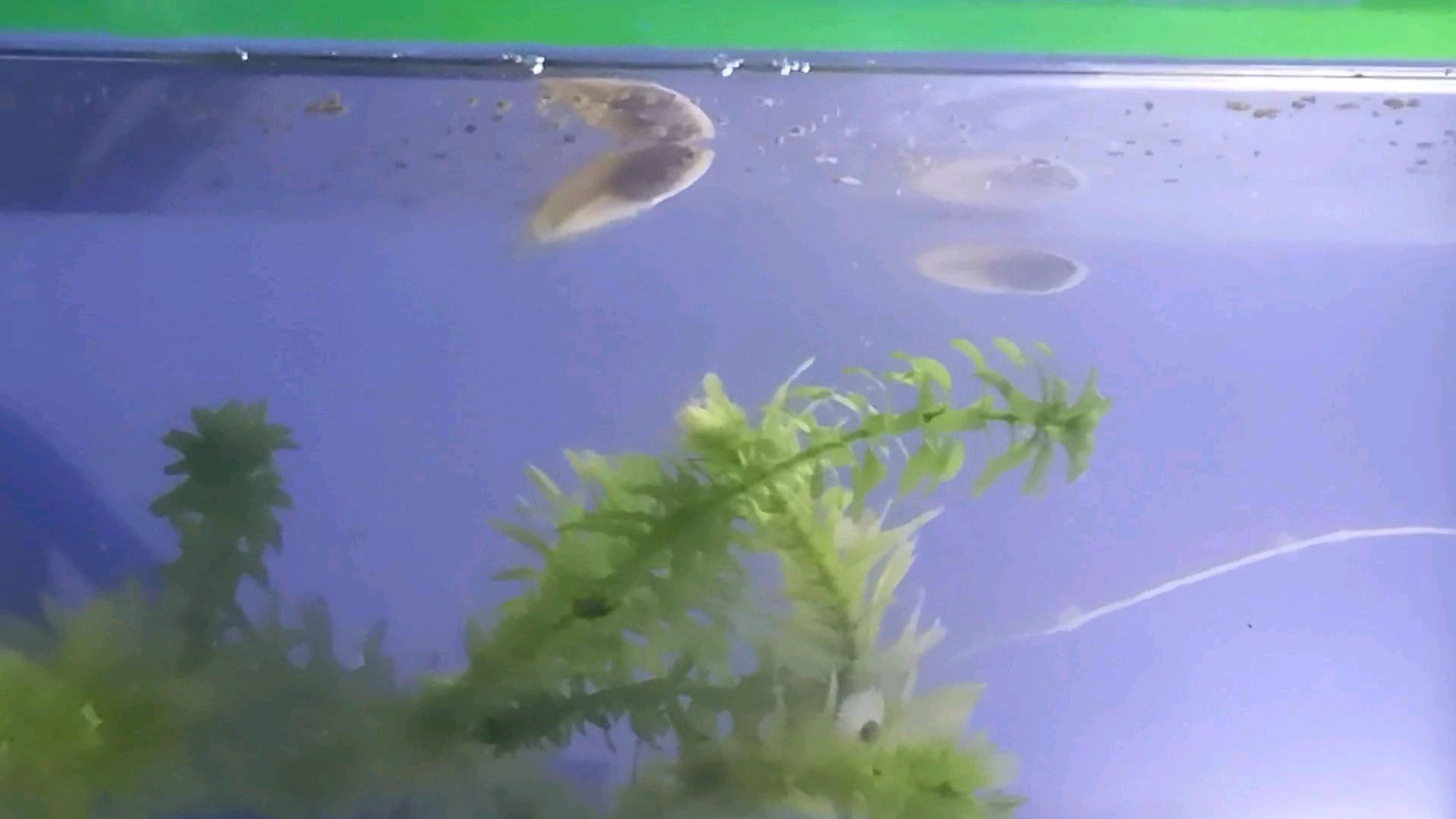 两条小圆尾斗鱼到家三天,状态一般