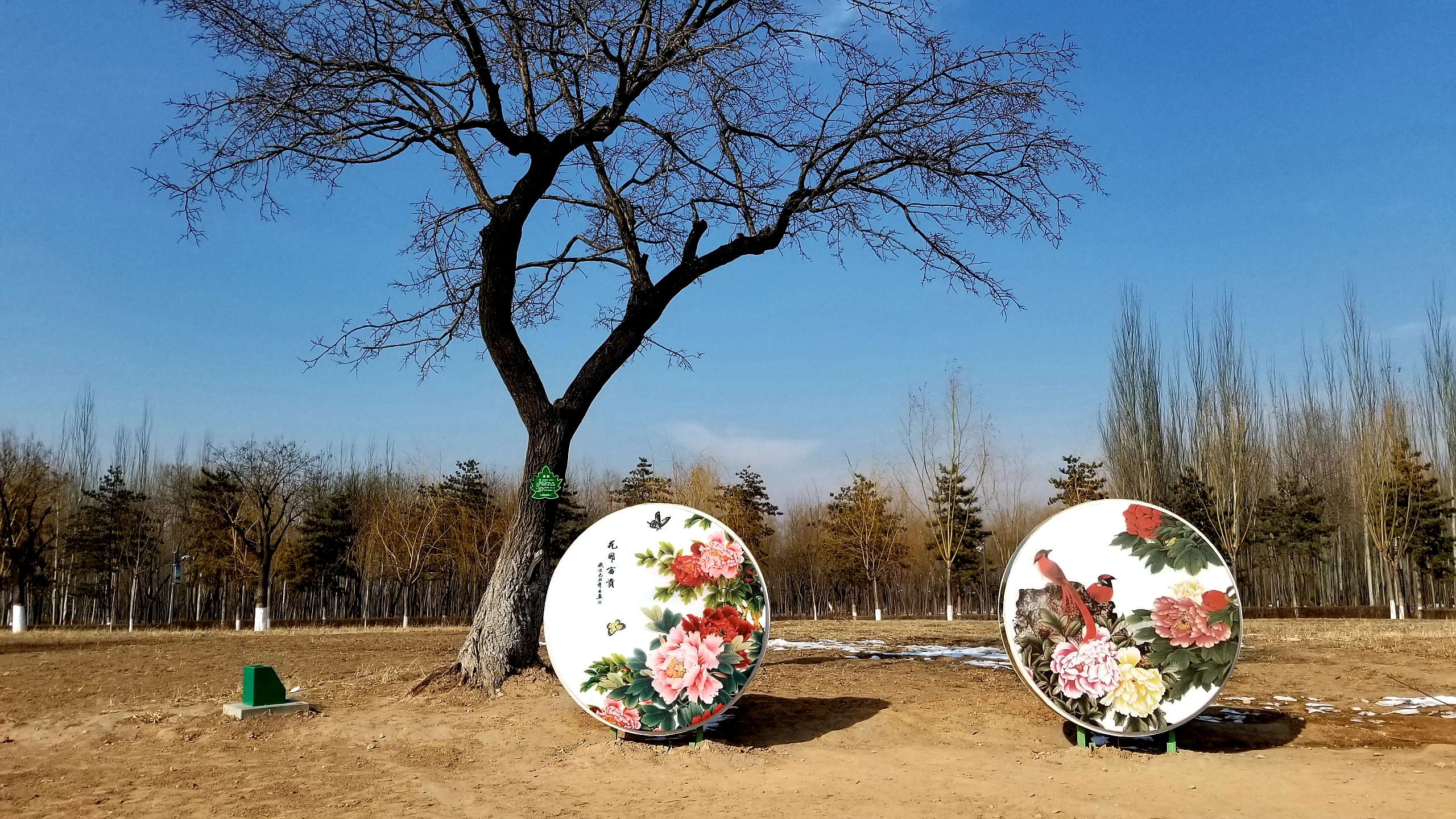 雪後的口泉植物園--塞外一片好風光