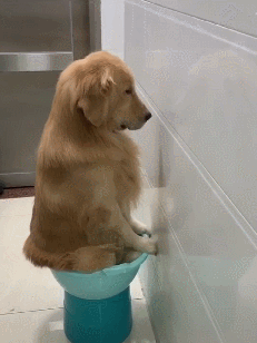 金毛打小喜欢拆家,却因"面壁思过"而走红,狗:没想到还挺管用