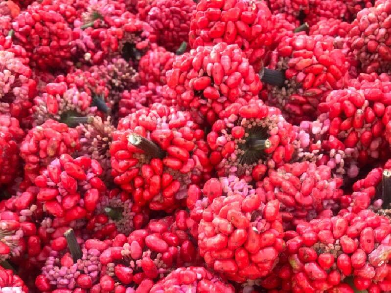 云南三七作物喜获丰收 果实饱满鲜红剔透