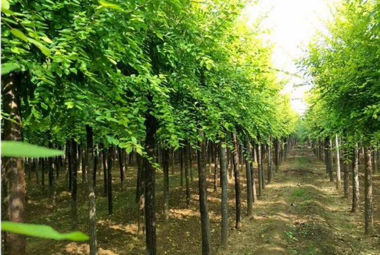 花木小课堂:花木育苗实例白榆,圆柏的幼苗培育与种植管理