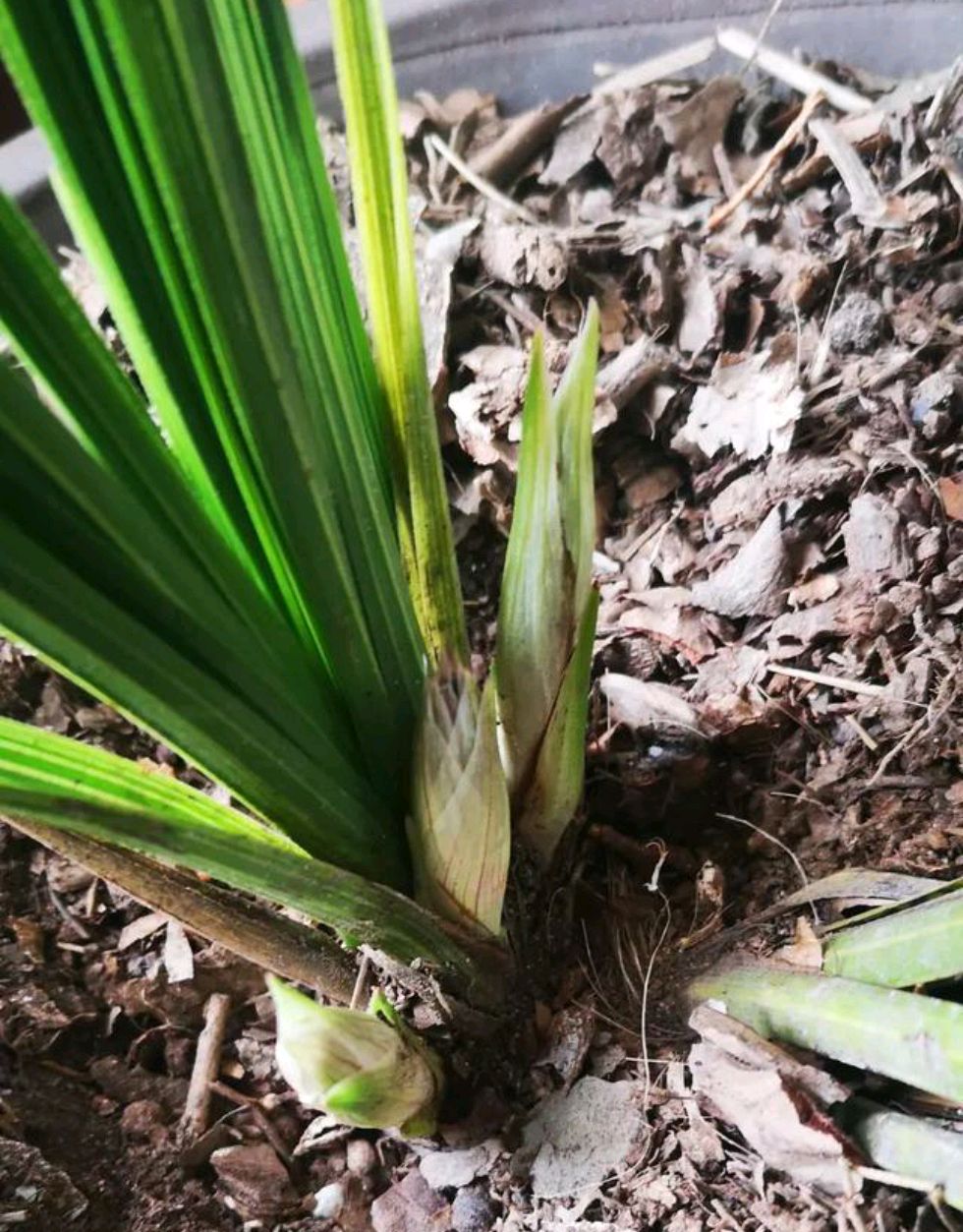 蕙兰有3个花芽需要全留还是去掉2个