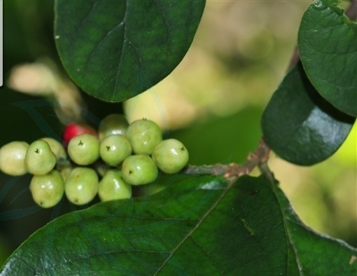 方叶五月茶知识科普,教你轻松识别方叶五月茶